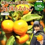 みかん うま採り 箱込約 10kg