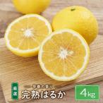 完熟はるか 4kg