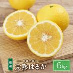 完熟はるか 6kg