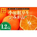 みかん 奇跡の赤いみかん 小原紅早生 約1.2kg
