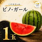 極シャリ食感 こだますいか ピノ ガール 1玉
