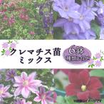 苗木 花苗 クレマチス 苗 6鉢 セット ミックス