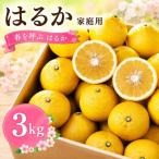 春を呼ぶ はるか 3kg