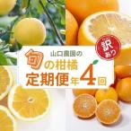訳あり 年4回 旬の柑橘 定期便 まどんな 文旦