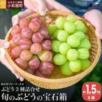 ぶどう 3種詰合せ 旬のぶどうの宝石箱 約1.5kg