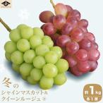 冬のシャインマスカット&クイーンルージュ_ 約1kg
