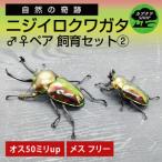 ニジイロクワガタ オスメス ペア飼育セット