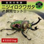 ニジイロクワガタ オス飼育セット 3 KBY-11