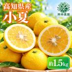 小夏 日向夏 1.5kg