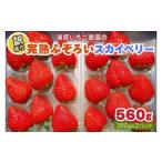 ショッピングふるさと納税 訳あり 不揃い ふるさと納税 【1月上旬〜4月の期間で発送】訳あり粒不揃い スカイベリー | 560g (280g×2P) | いちご 栃木県矢板市