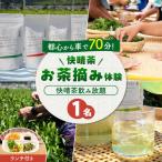 お茶摘み体験 体験チケット