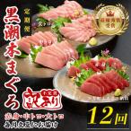 訳あり 不定貫 定期便 12回 本マグロ 大トロ
