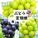 シャインマスカット ぶどう シャインマスカット入り定期便