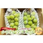 ふるさと納税 【令和8年産先行予約】 シャインマスカット 1.2kg前後 (2房入り) 《令和8年9月下旬〜発送》 『きらめきぶどう園』 ぶどう 果物 フ.. 山形県南陽市