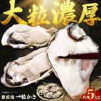 豊前海 一粒かき 約5kg