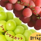 ふるさと納税 【2026年発送★先行予約】サンシャインレッド・シャインマスカット２房セット　1ｋｇ以上| ふるさと納税 シャインマスカット 笛吹.. 山梨県笛吹市