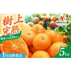 樹上完熟みかん 5kg