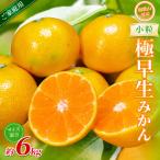 みかん 極早生小粒みかん 約6kg