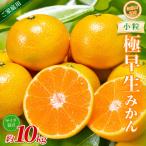 みかん 極早生小粒みかん 約10kg