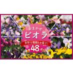 季節の花苗 おまかせ 8~9 ポット