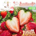 2027年 いちご王国の愛され苺 とちあいか