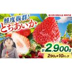 鮮度抜群 いちご とちあいか 290g×10P