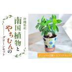 fu.... налог Nankoku растения ...... зеленый комплект декоративное растение воздушный растения интерьер смешанные товары мелкие вещи модный натуральный Okinawa город /. цветок магазин ..... Okinawa префектура Okinawa город 