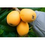 fu.... налог фрукты локва корень лев локва 250g (5 шт ~6 шт ) ×4 упаковка итого 1kg [ время ограничено отправка ] [.. san сельское хозяйство . Nagasaki префектура flat дверь город hr42bgy420036] Nagasaki префектура flat дверь город 