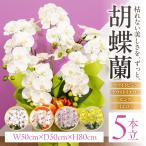 光触媒造花胡蝶蘭 5本立 ホワイトイエロー