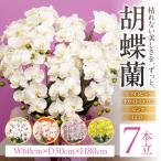 光触媒造花胡蝶蘭 7本立 ホワイトイエロー