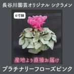 オリジナル品種 シクラメン プラチナリーフ