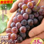 デラウェア ご 約1.5kg