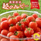 越のルビー 農家直送 フルーツトマト1.8kg