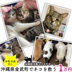 でネコを救う 保護猫活動などをサポート