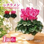 fu.... налог 25_012-07-1 высота . садоводство. ... цветок цикламен персидский (6 номер ) Kanagawa префектура .. город 