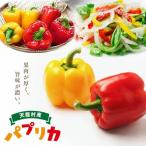 果肉が厚く旨味が濃い 天龍産パプリカ6個セット