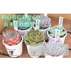 fu.... налог ekebe задний оригинал . распределение вид случайный 2 шт. комплект [ много мясо магазин GPK]| интерьер интерьер растения модный интерьер стиль ... Iwate префектура .. город 