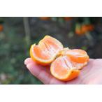 ふるさと納税 12/25までにご入金確認分は年内発送確定！きれいな温州みかん 寄贈用にお勧め 箱込み 3kg (M サイズ指定)　秀品 和歌山県有田川町