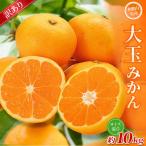 大玉みかん 約10kg