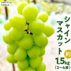シャインマスカット 2房 共通返礼品:大子町