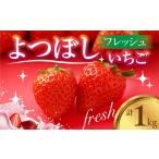 ふるさと納税 フレッシュいちご 『よつぼし』 1kg 苺 愛知県豊橋市