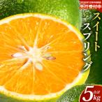 スイートスプリング M~L玉 約5kg