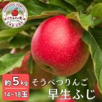 早生ふじ 約5kg