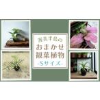 渥美半島のおまかせ観葉植物 観葉植物 植物