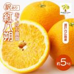 〈訳あり〉 紅八朔 5kg