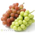 クール配送 サンシャインレッド シャインマスカット 計1.2k…
