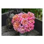 fu.... налог [ предшествующий прием ] роза горшок рассада dore-p[2026 год 4 месяц последняя декада .. отправка ] река книга@ роза . Gifu префектура Ono-cho 