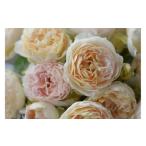 fu.... налог [ предшествующий прием ] роза горшок рассада Anne n[2026 год 4 месяц последняя декада .. отправка ] река книга@ роза . Gifu префектура Ono-cho 