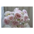 fu.... налог [ предшествующий прием ] роза горшок рассада жесткий ta[2026 год 4 месяц последняя декада .. отправка ] река книга@ роза . Gifu префектура Ono-cho 