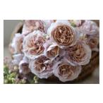 fu.... налог [ предшествующий прием ] роза горшок рассада кринолин [2026 год 4 месяц последняя декада .. отправка ] река книга@ роза . Gifu префектура Ono-cho 